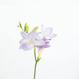 What do freesias mean?