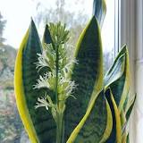 What does it mean when mother-in-law's tongue blooms?