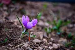 What bulbs can you plant now?