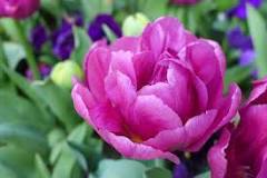 Which bulbs are planted in September?