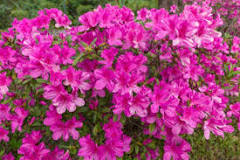 Which flowers tolerate frost?