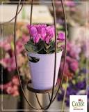 How to make the Violette des Alpes bloom?