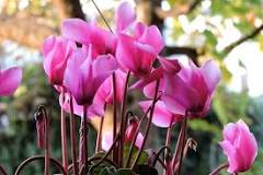 How much should cyclamen be watered?