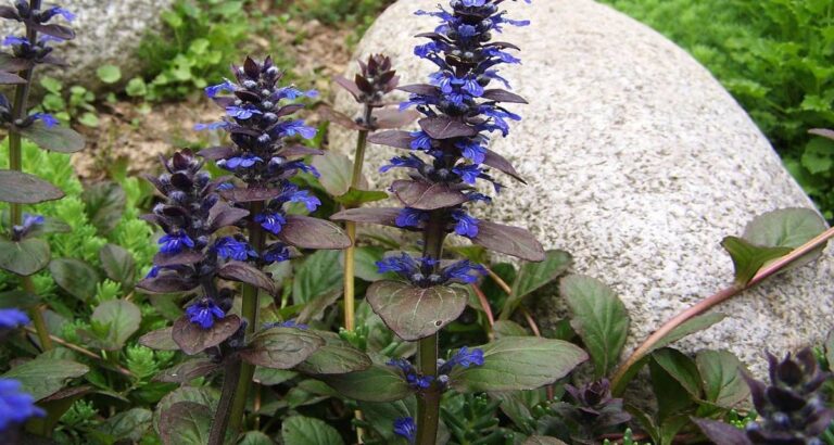 Ajuga reptans consuelda rusa