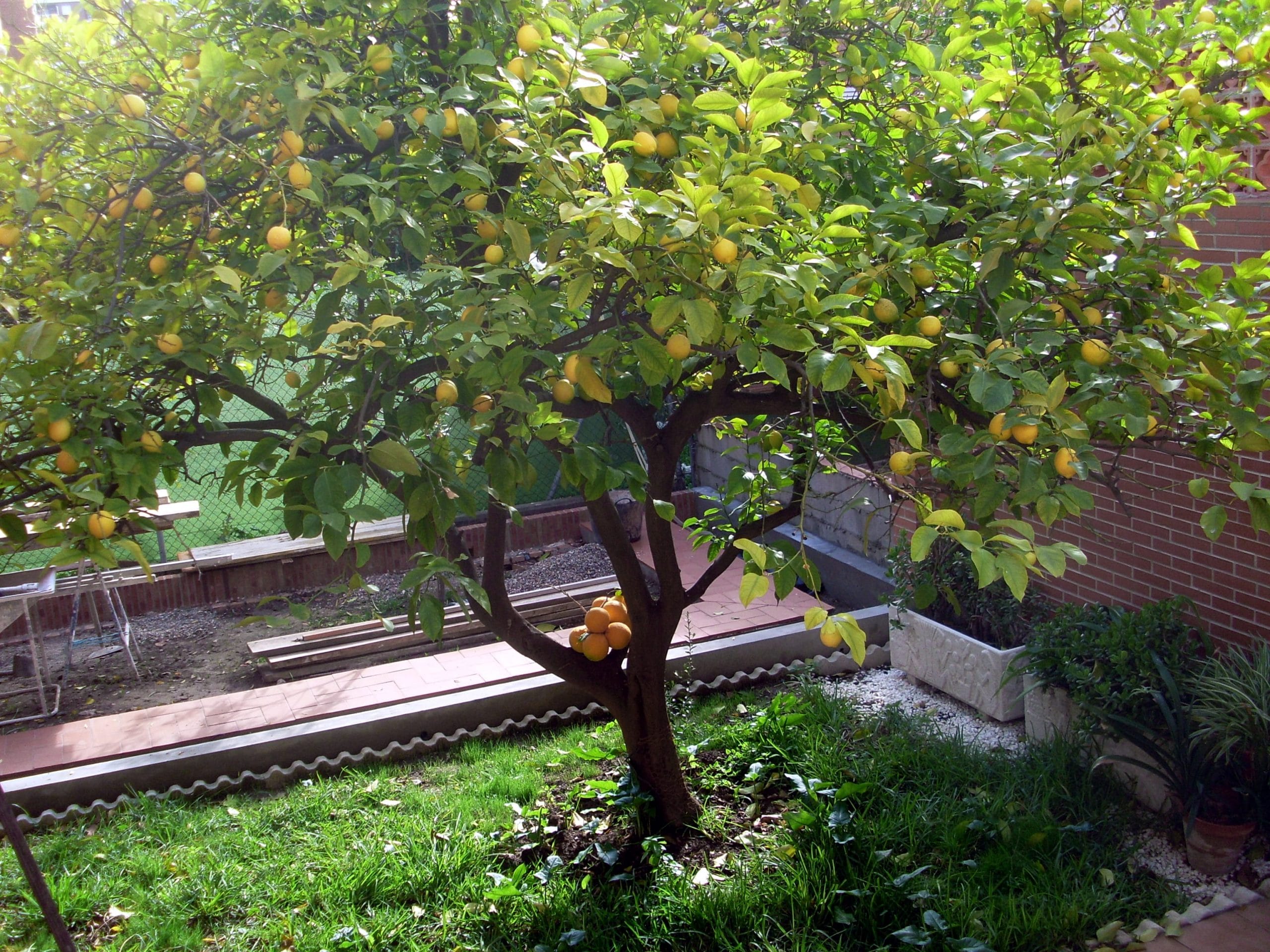 View of a lemon tree with grafted orange
