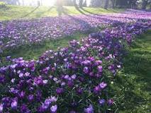 How to grow Crocus in a pot? How to grow Crocus in a pot?