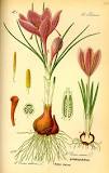 What kind of plant is the Crocus? What kind of plant is the Crocus?