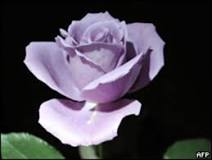 Which flowers are those of forbidden love? Which flowers are those of forbidden love?