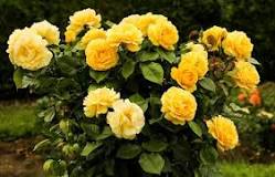 How much sun should a rose bush get?