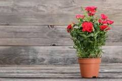 How much soil depth does a rose bush need?