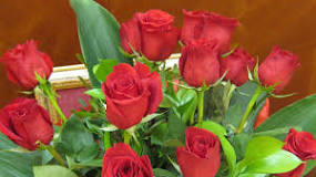 When is the best time to transplant roses?