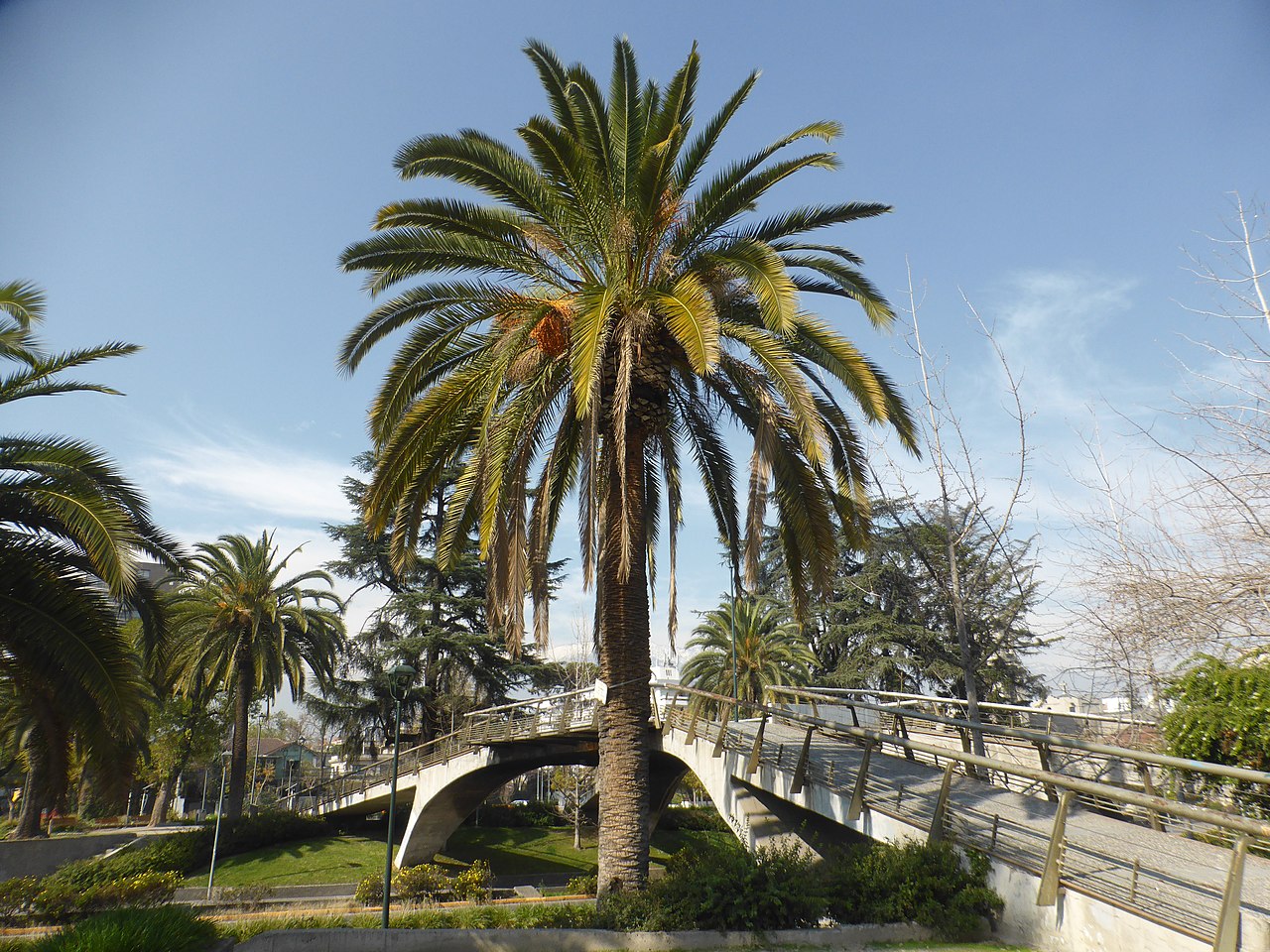 The Canarian palm is tall