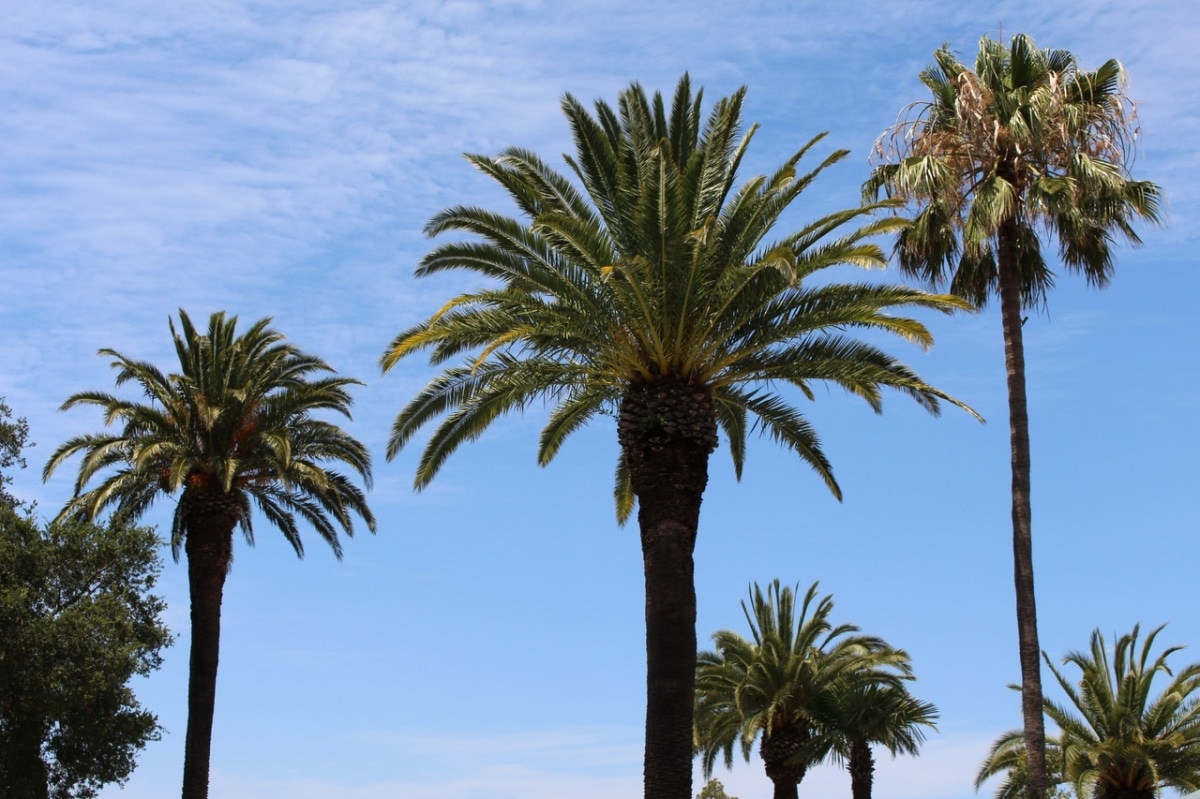 palm trees are not trees
