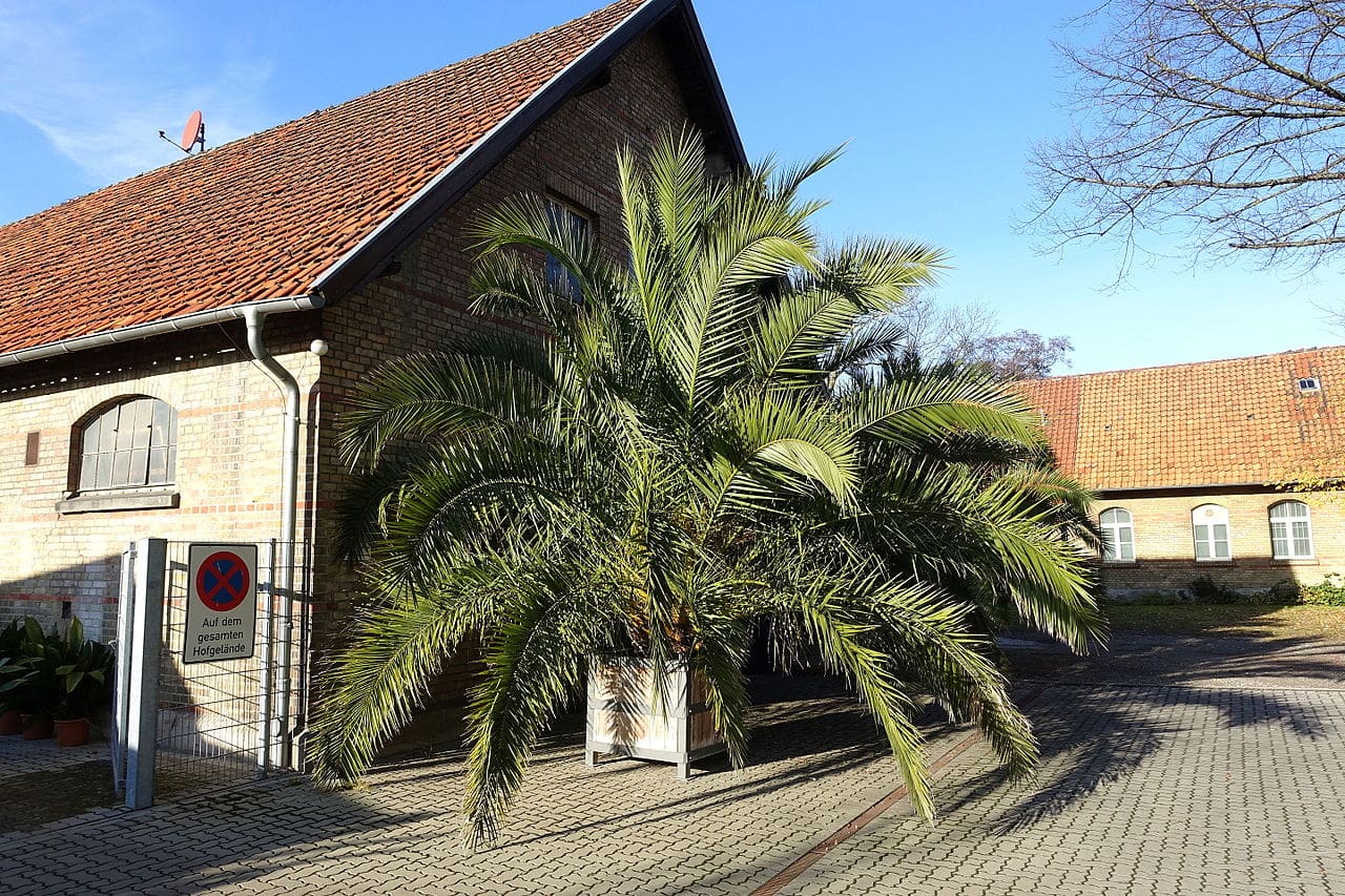 The Canary Island palm is a tall plant