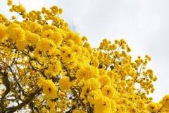 What is Yellow Guayacan?