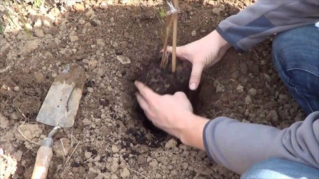 it's time to transplant the raspberries it's time to transplant the raspberries