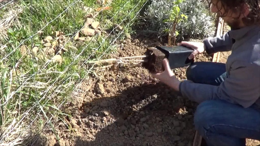 when to plant raspberries when to plant raspberries