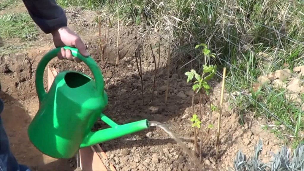 how to plant raspberries how to plant raspberries