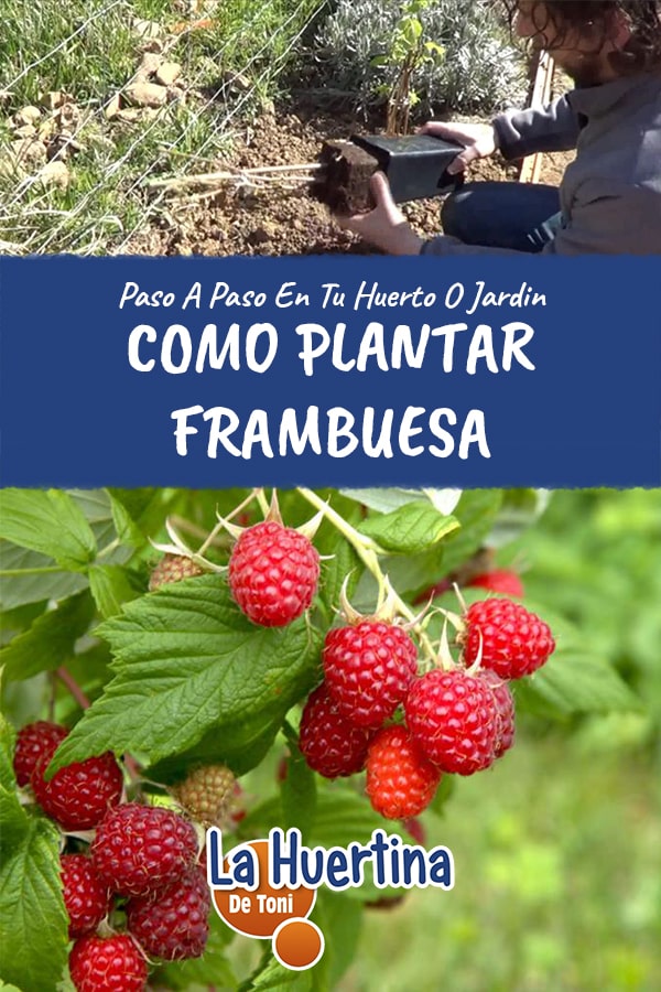 plant raspberries plant raspberries