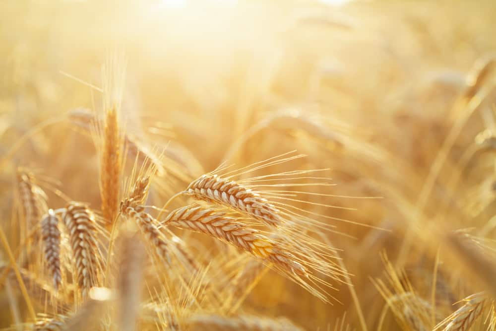 How to plant, care for and harvest this healthy grain
