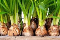 How is the reproduction of the bulbs?