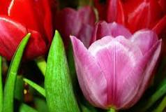 What flowers can you sow in February?