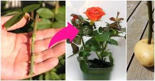 How to grow a rose root? How to grow a rose root?