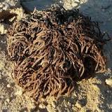 Where was the Rose of Jericho born? Where was the Rose of Jericho born?