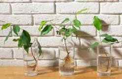 How long does it take for a cutting to root in water? How long does it take for a cutting to root in water?