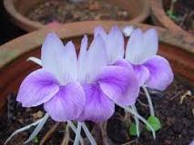 What is the flower of resurrection? What is the flower of resurrection?