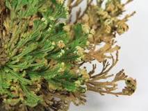 How to get rid of the Rose of Jericho? How to get rid of the Rose of Jericho?