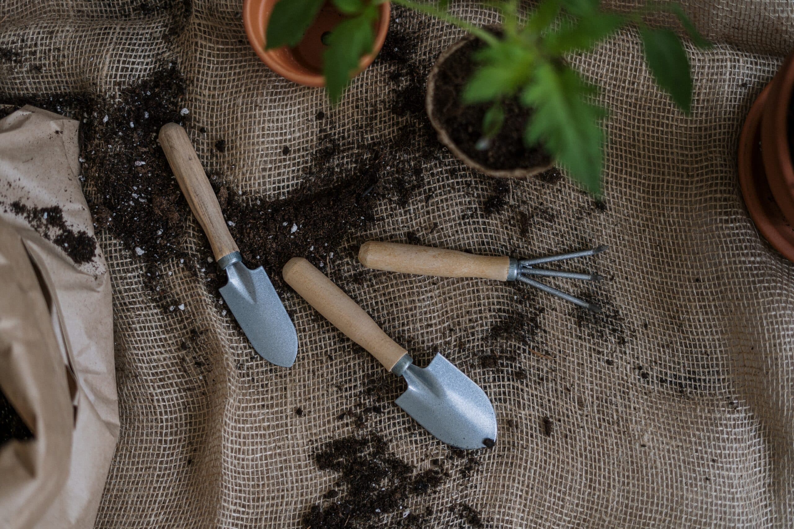 Transplanting indoor plants will be done in the spring