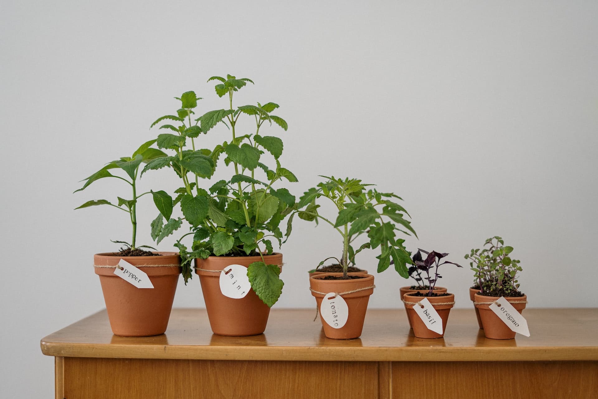 Newly purchased indoor plants can be transplanted