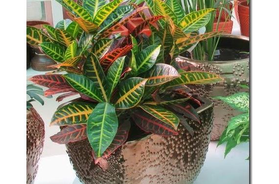 Transplant houseplants