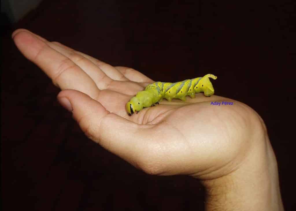caterpillar of death