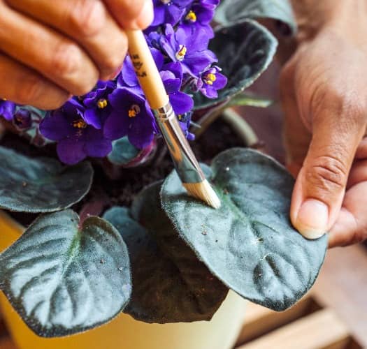 African violet blooms again