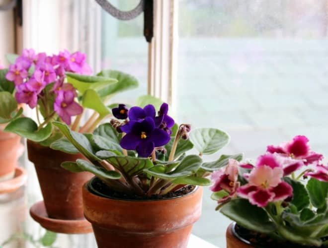 African violet blooms again
