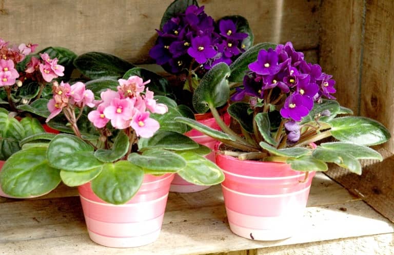 African violet blooms again