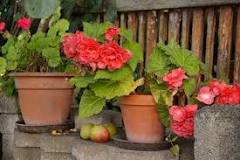 How many times a year do begonias bloom?