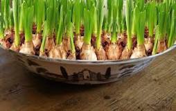How to grow a bulb? How to grow a bulb?