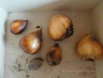 How do tulips multiply?