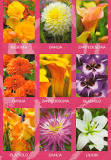 When to plant summer bulbs?