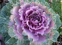 What plant can withstand extreme cold?