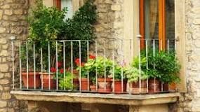 What to plant in winter on the balcony at home?