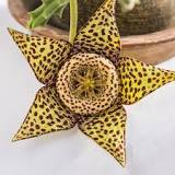 How long does it take for a stapelia to flower?