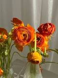 How are the buttercups?
