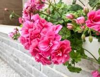 What are the flowers that last the whole year called?