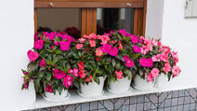 When to plant Guinean joy?