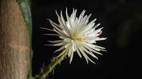 What is the Flower of the Moon?