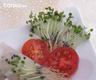 How to make a seed germinate faster?